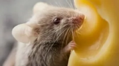 Процедура використання ультразвукового повторюваного чистого дому